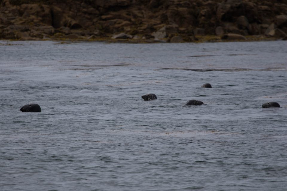 Diving with seals in the Scillies