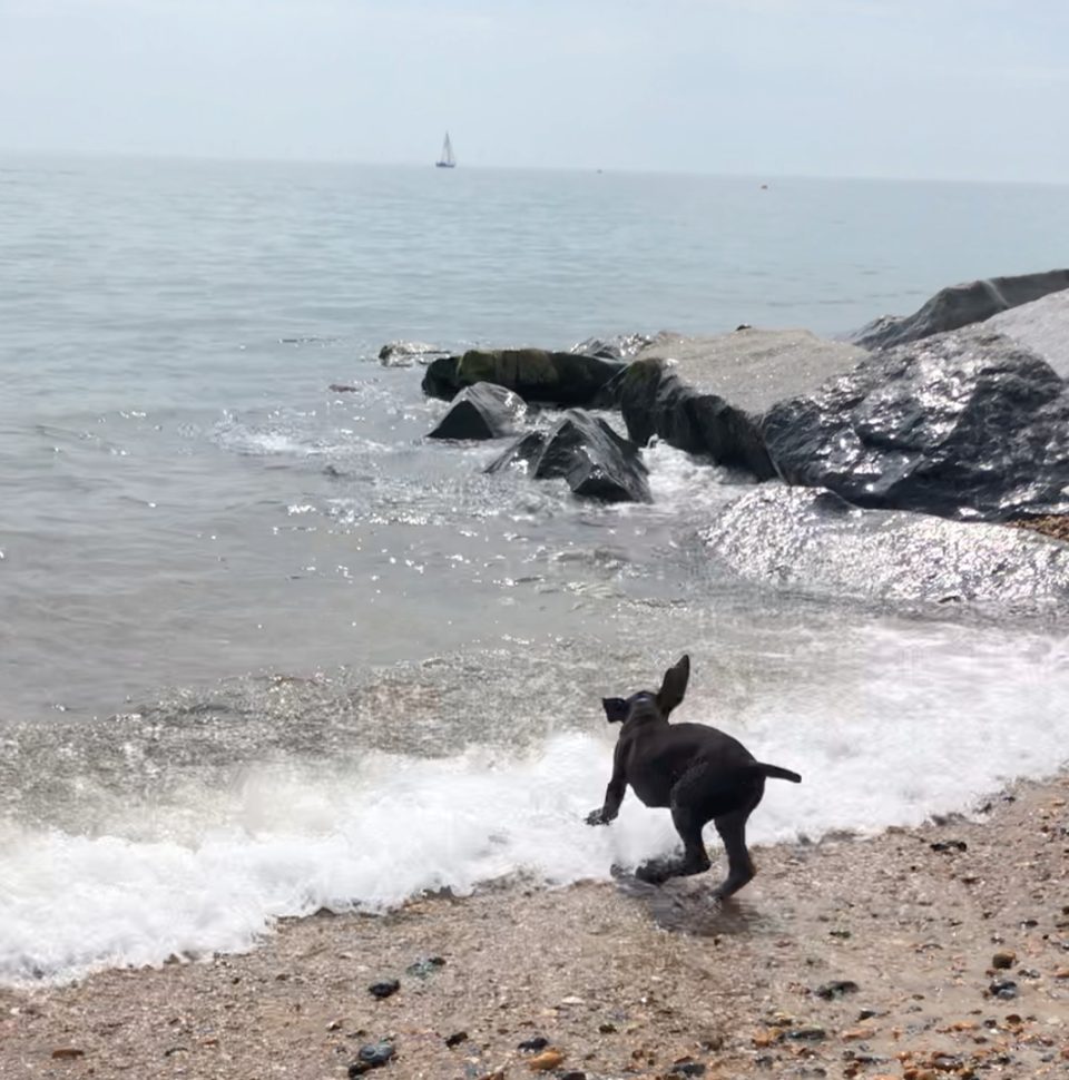 Riley, the mascot enjoying the sea.