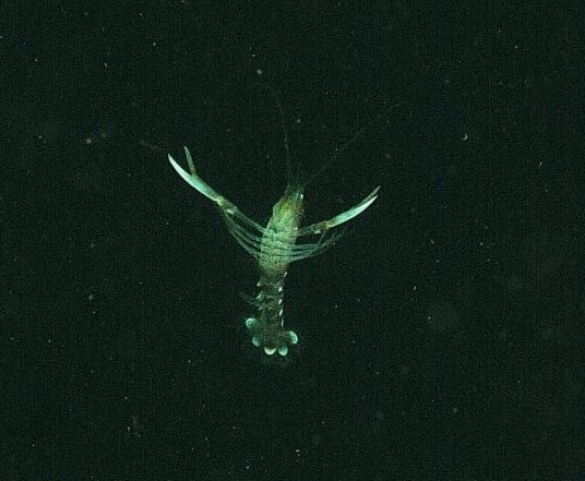 One of the tiny baby lobsters released on Friday