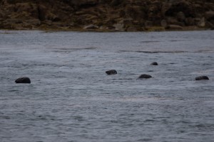Diving with seals in the Scillies