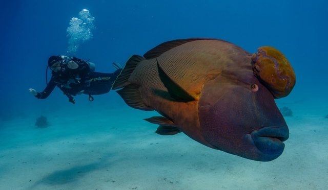 Red Sea 2018